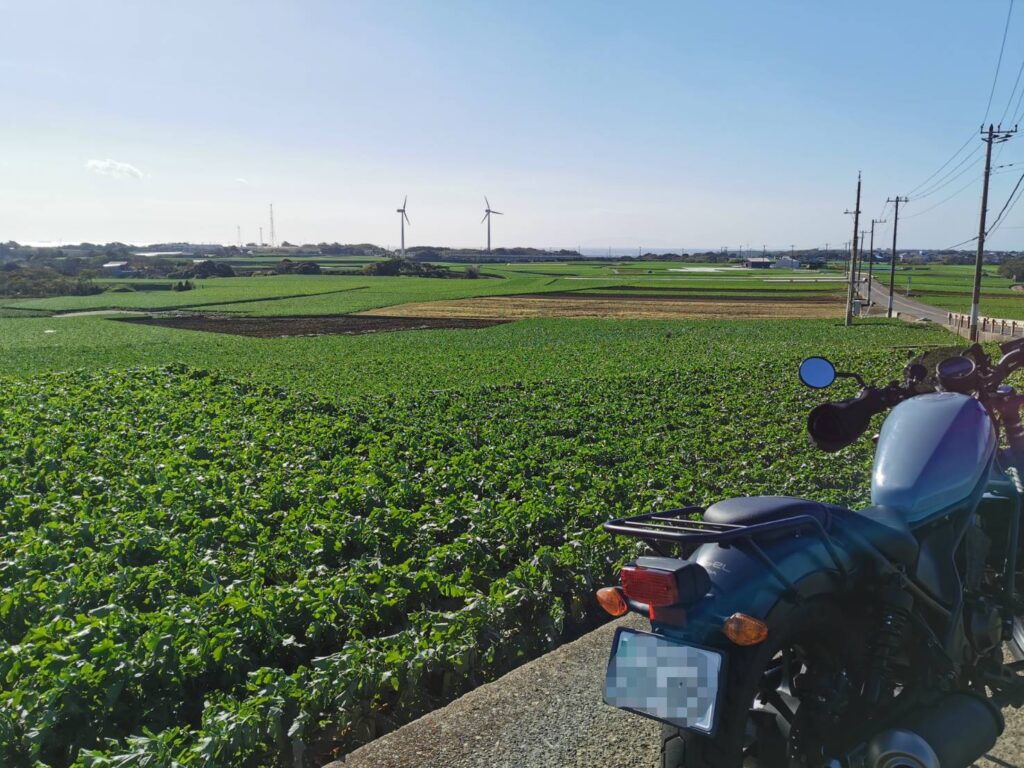 三浦の大根畑