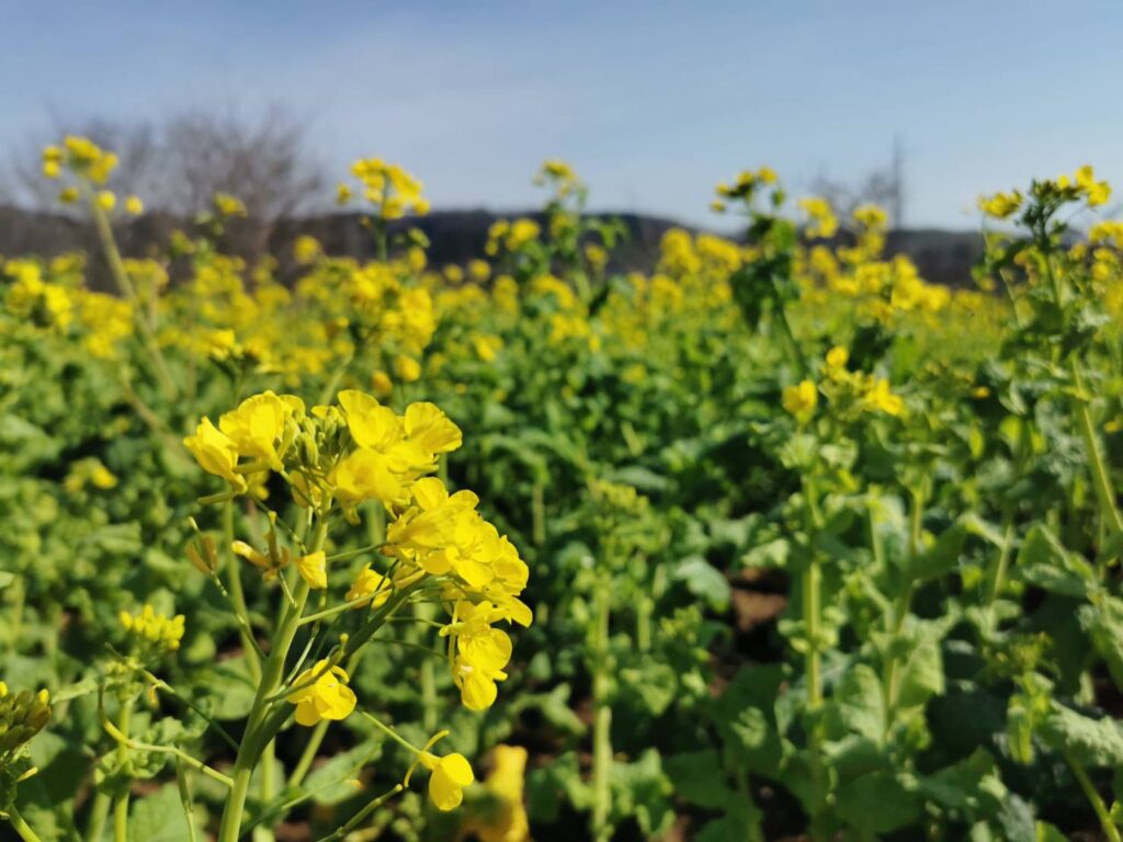 美しい菜の花