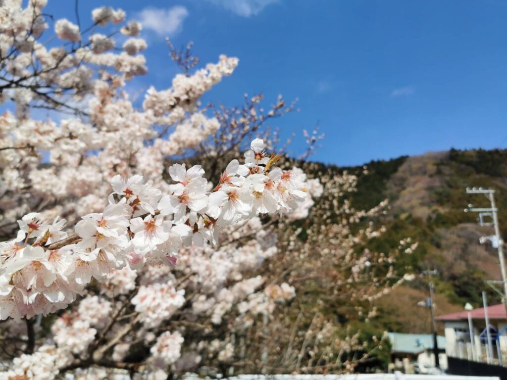 清川の桜の木